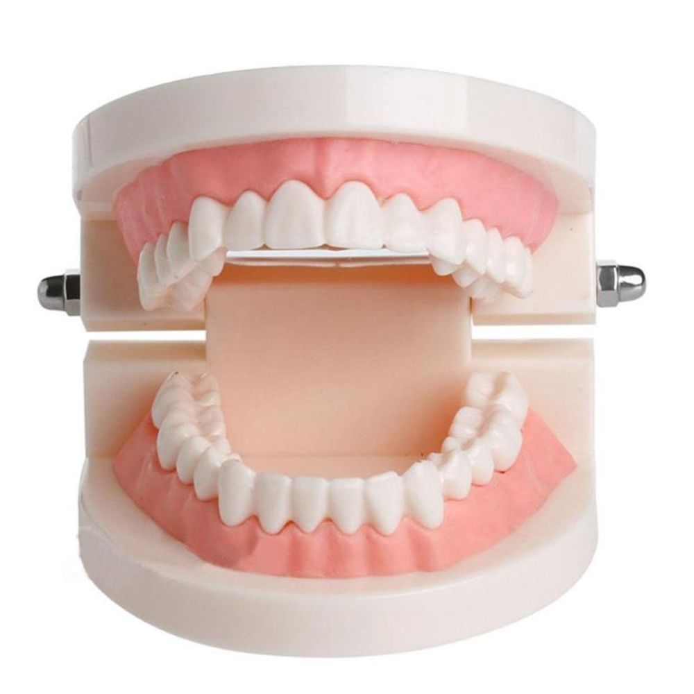 Medical Lab Study - Lab Adult Study Typodont Demonstration Dental