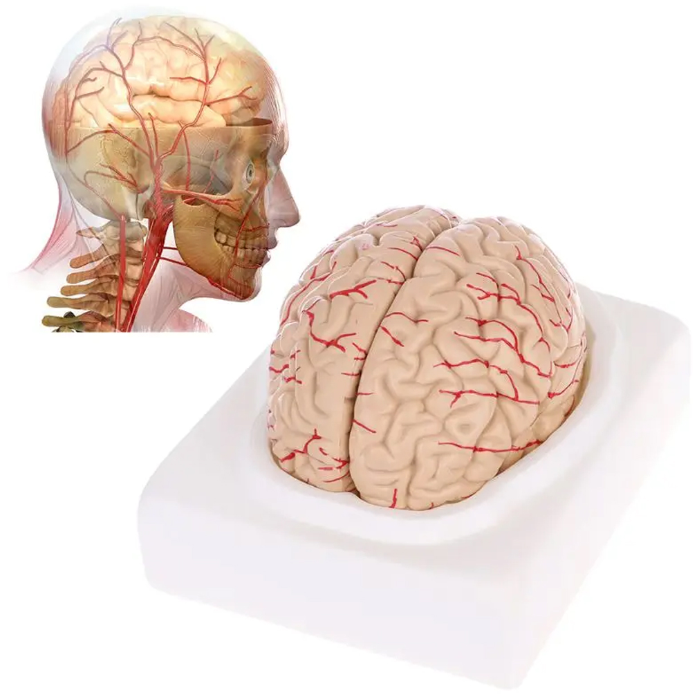 Medical Lab Study - Human Life Size Brain Anatomy Model