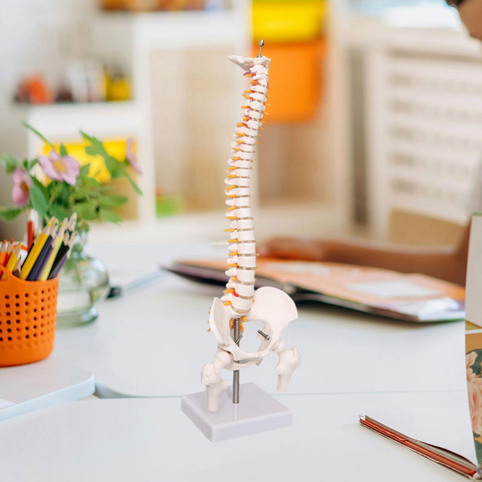 Medical Lab Study - Human Spine Model 17.7inch for Science