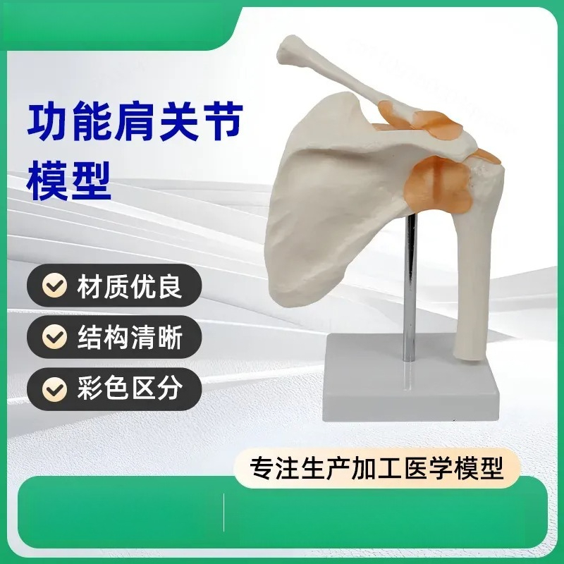 Medical Lab Study - Functional Shoulder Joint Model with Ligaments