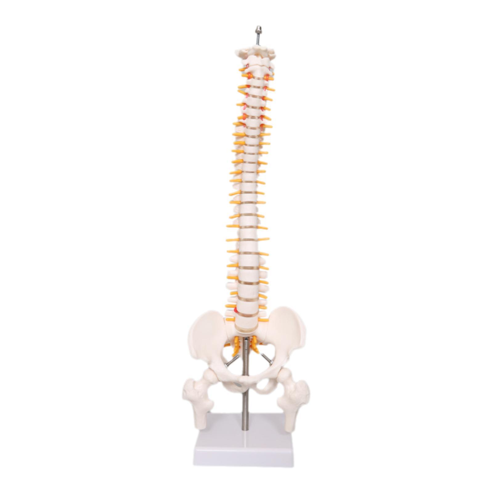 Spine Model Education Tool Lea - Medical Lab Study 评论和价格