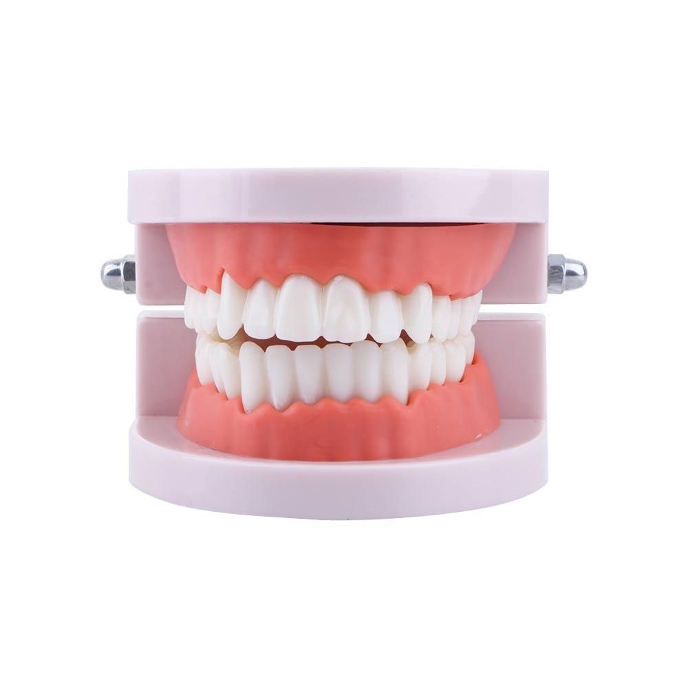 Lab Adult Study Typodont Demon - Medical Lab Study 评论和价格