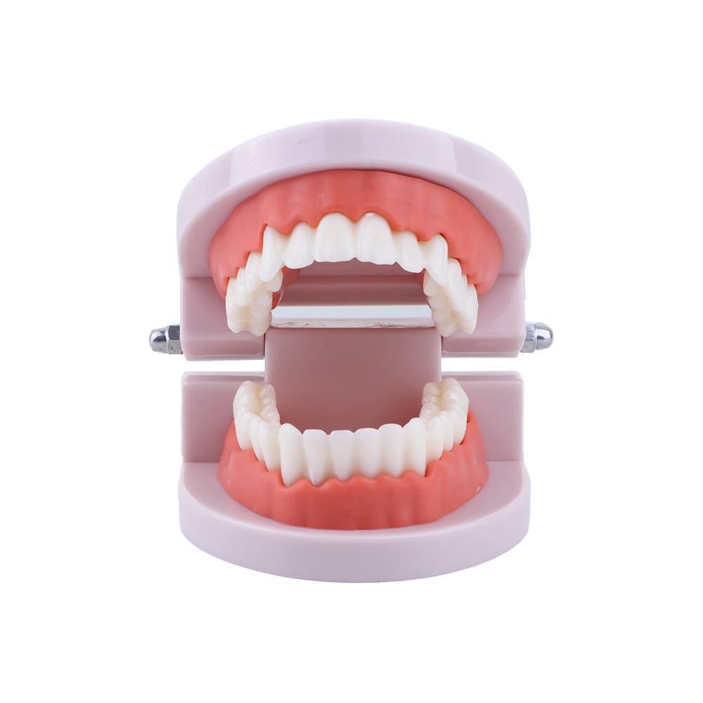 Lab Adult Study Typodont Demon - Medical Lab Study 评论和价格