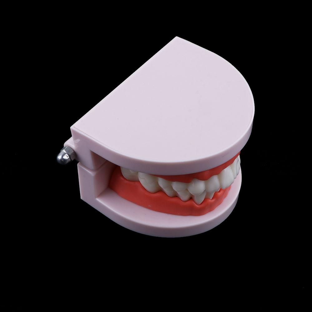 Lab Adult Study Typodont Demon - Medical Lab Study 评论和价格