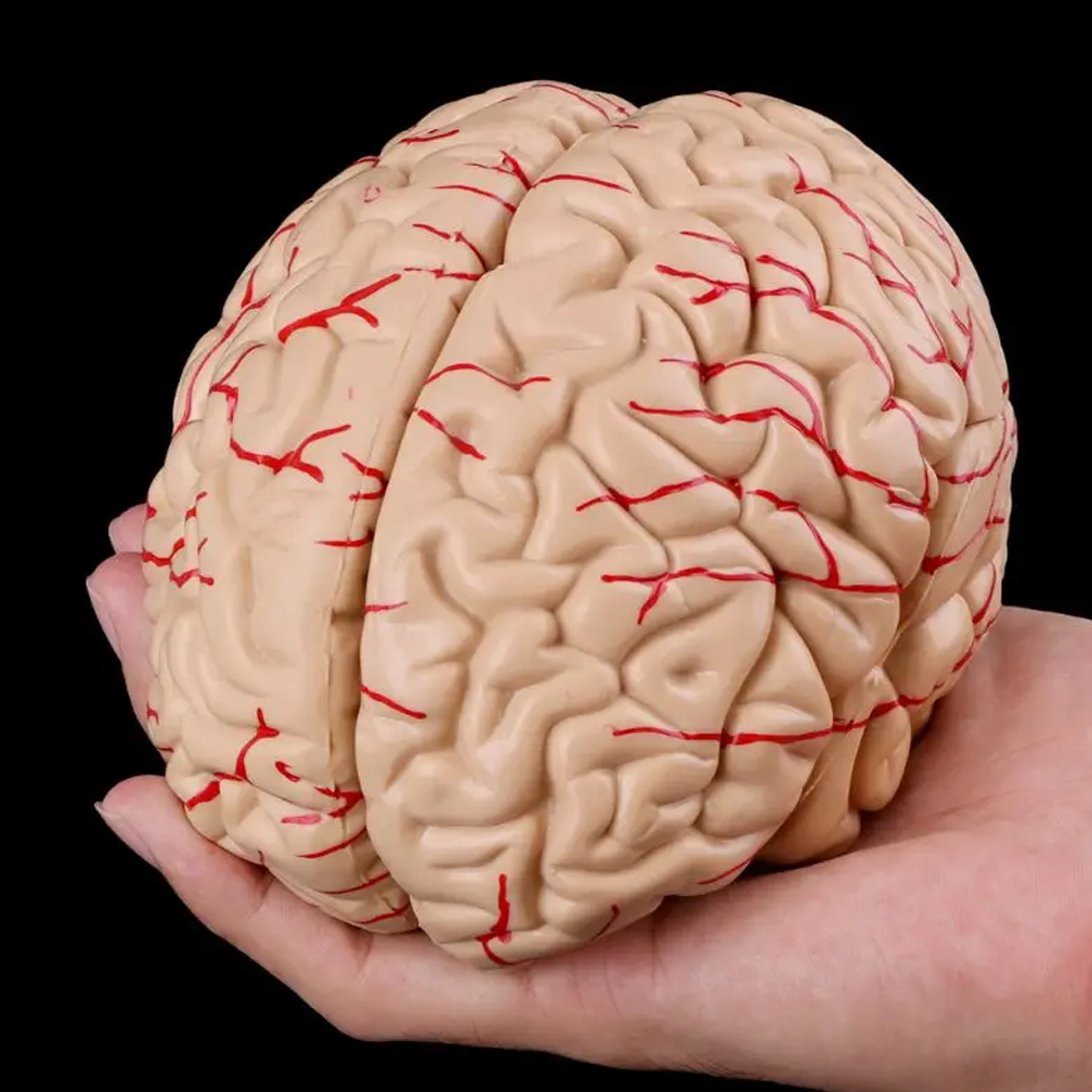 Man Woman Brain Model Life Siz - Medical Lab Study 评论和价格