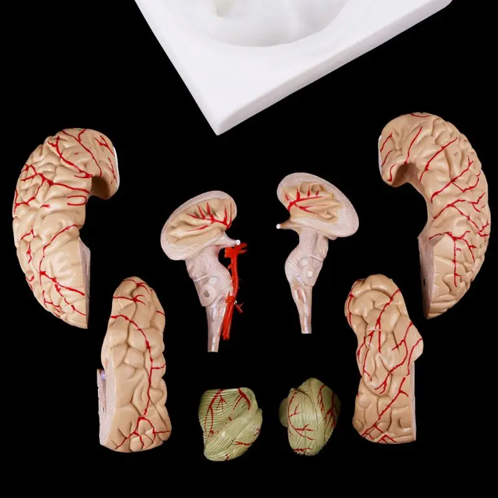 Human Life Size Brain Anatomy  - Medical Lab Study 评论和价格