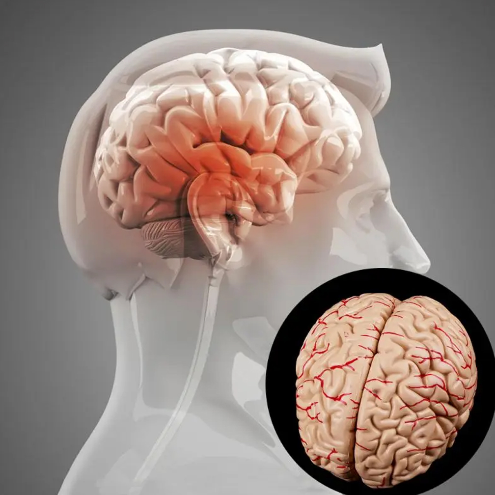 Human Life Size Brain Anatomy  - Medical Lab Study 评论和价格