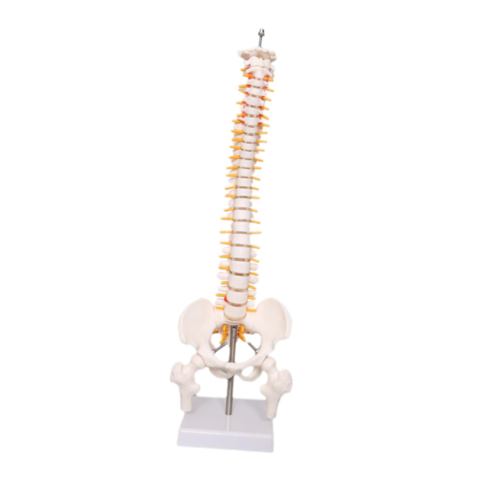 Human Spine Model 17.7inch for - Medical Lab Study 评论和价格
