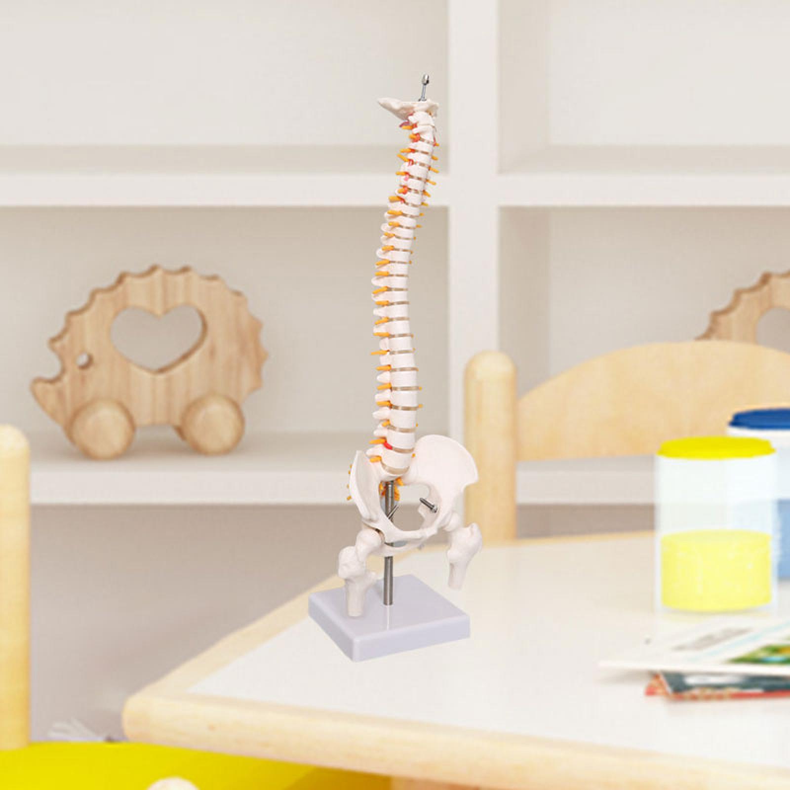 Human Spine Model 17.7inch for - Medical Lab Study 评论和价格