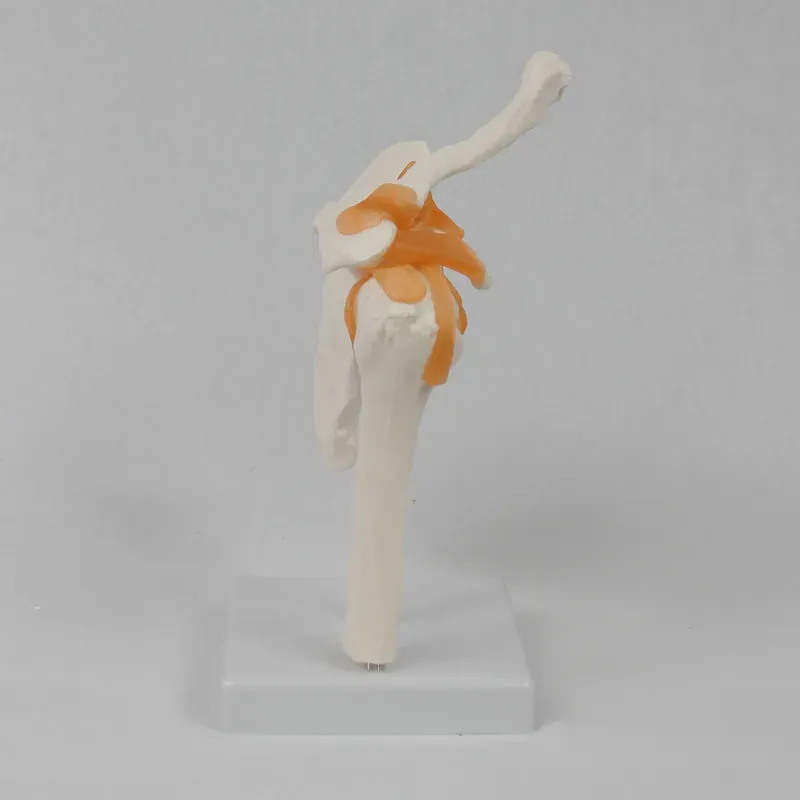 Functional Shoulder Joint Mode - Medical Lab Study 评论和价格