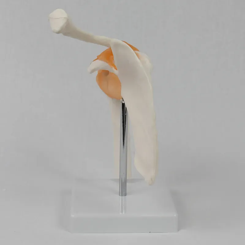Functional Shoulder Joint Mode - Medical Lab Study 评论和价格