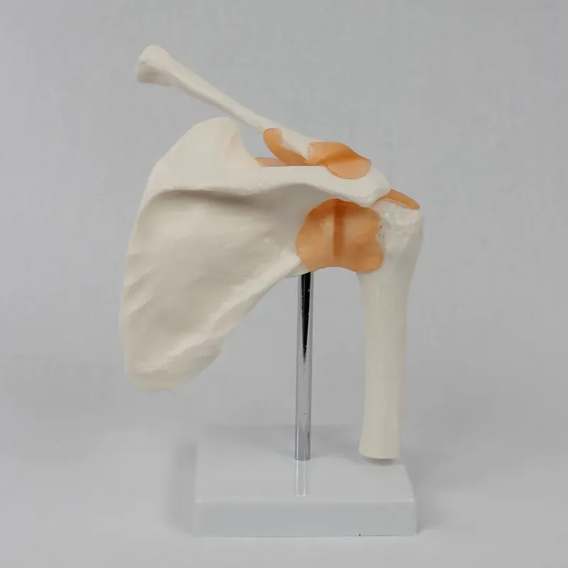 Functional Shoulder Joint Mode - Medical Lab Study 评论和价格