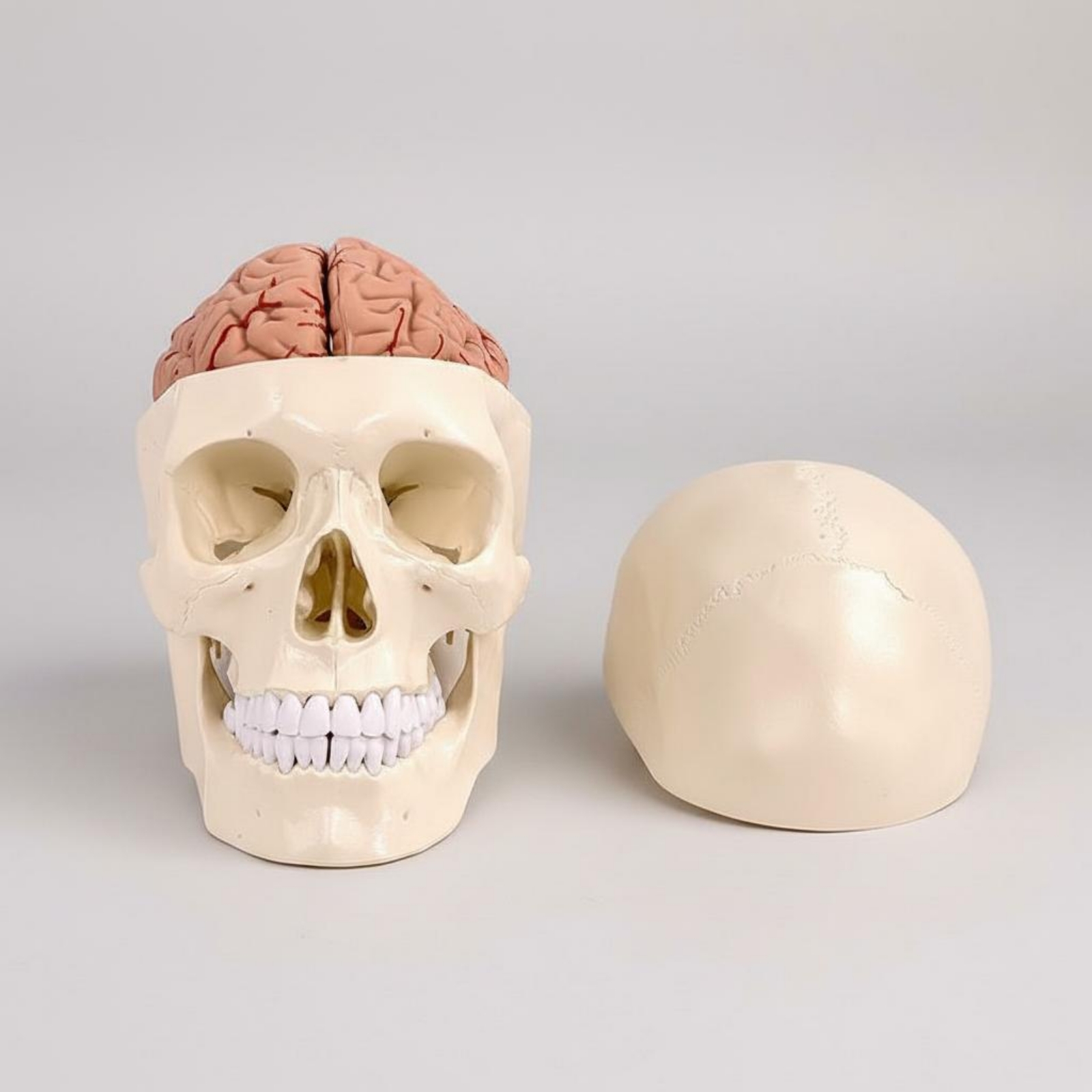 Human Skull and Brain Model Li - Medical Lab Study 评论和价格