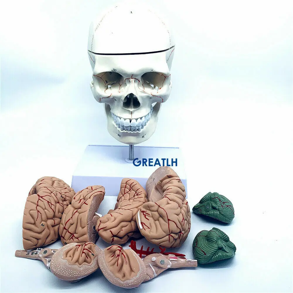 GREATLH Brain Anatomical Model - Medical Lab Study 评论和价格