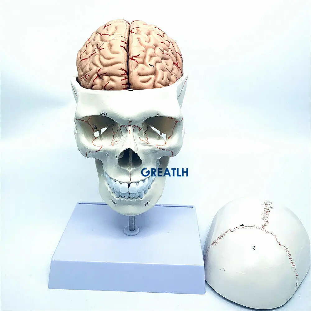 GREATLH Brain Anatomical Model - Medical Lab Study 评论和价格