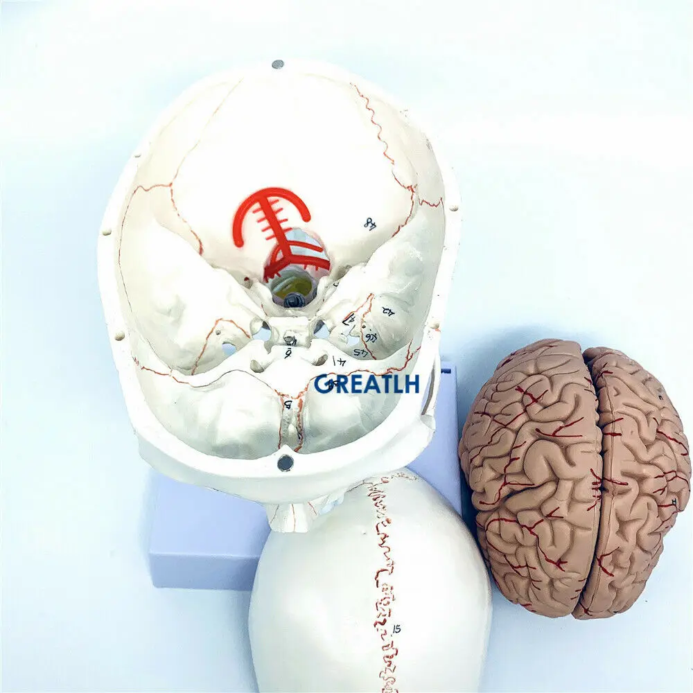 GREATLH Brain Anatomical Model - Medical Lab Study 评论和价格