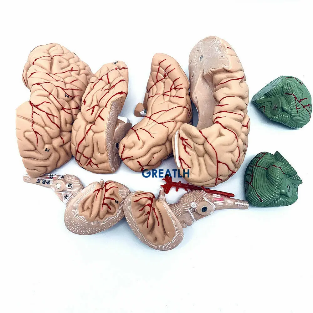 GREATLH Brain Anatomical Model - Medical Lab Study 评论和价格