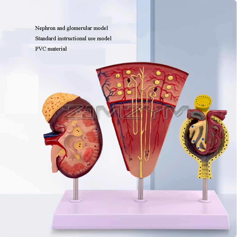 Kidney Model Structure Glomeru - Medical Lab Study 评论和价格