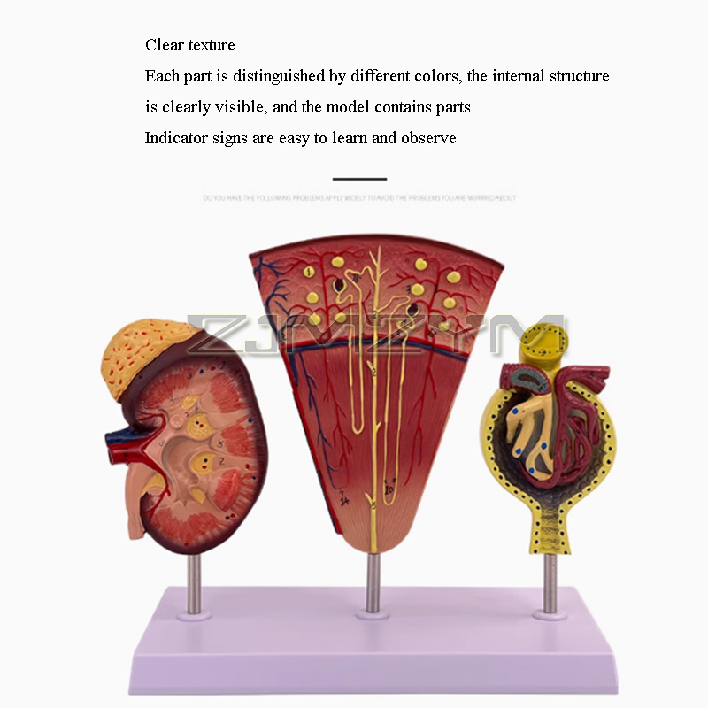 Kidney Model Structure Glomeru - Medical Lab Study 评论和价格