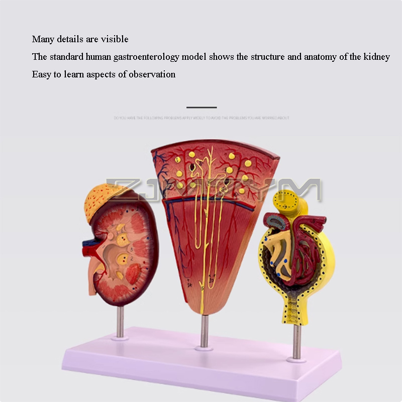 Kidney Model Structure Glomeru - Medical Lab Study 评论和价格