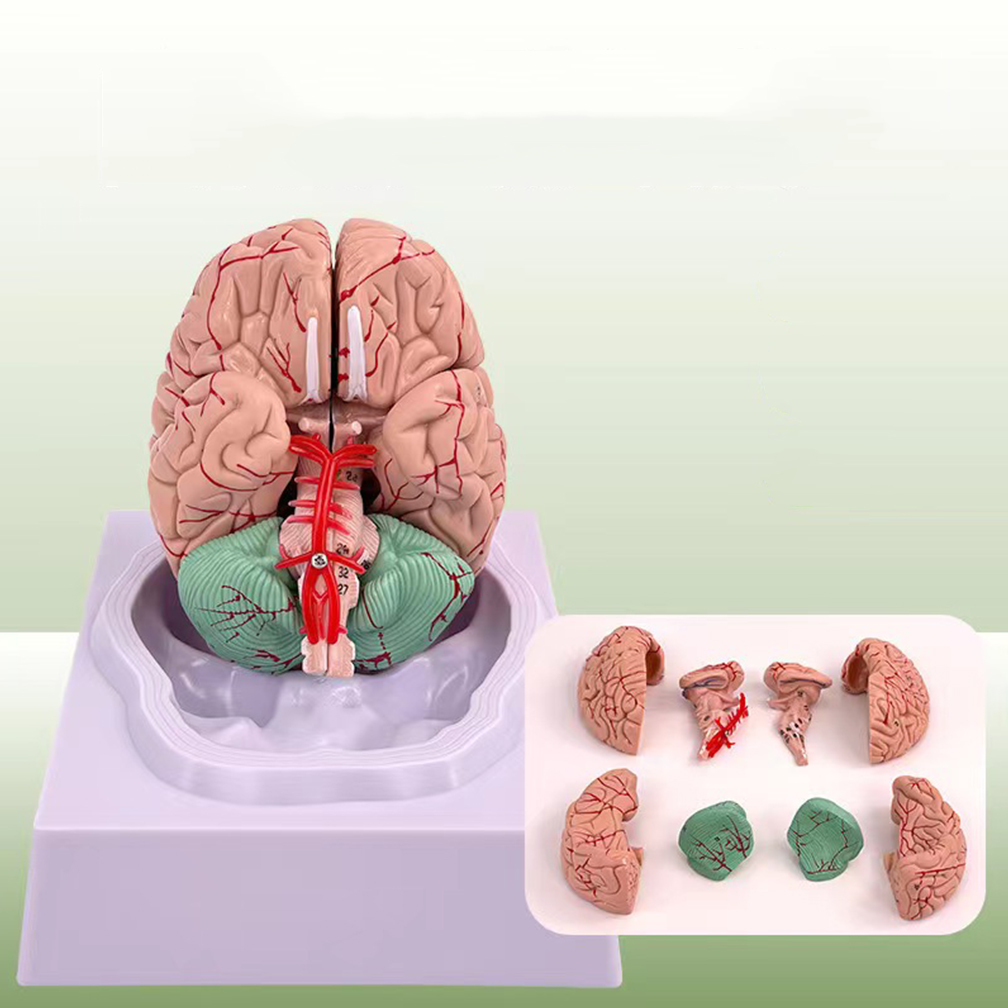 Human Life Size People Brain F - Medical Lab Study 评论和价格