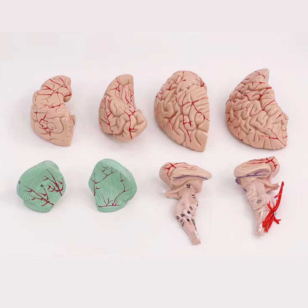Human Life Size People Brain F - Medical Lab Study 评论和价格