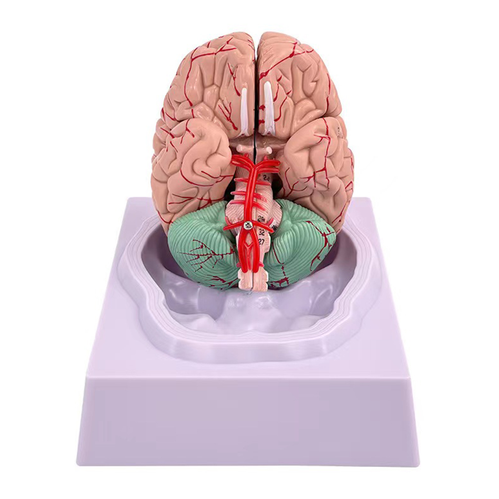 Human Life Size People Brain F - Medical Lab Study 评论和价格