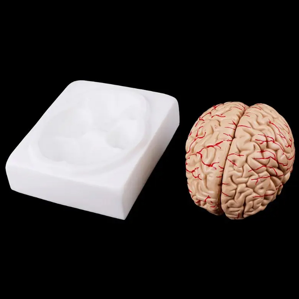 Human Life Size People Brain F - Medical Lab Study 评论和价格