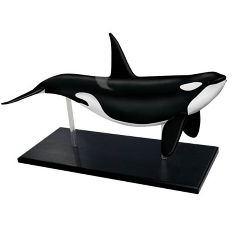 4D Vision Orca Whale Skeleton  - Medical Lab Scientist 评论和价格