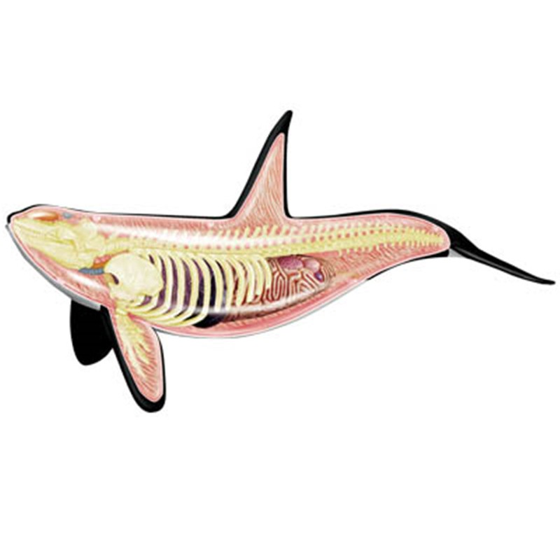 4D Vision Orca Whale Skeleton  - Medical Lab Scientist 评论和价格