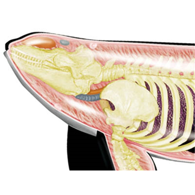 4D Vision Orca Whale Skeleton  - Medical Lab Scientist 评论和价格